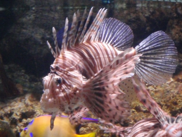 lionfish lionfish